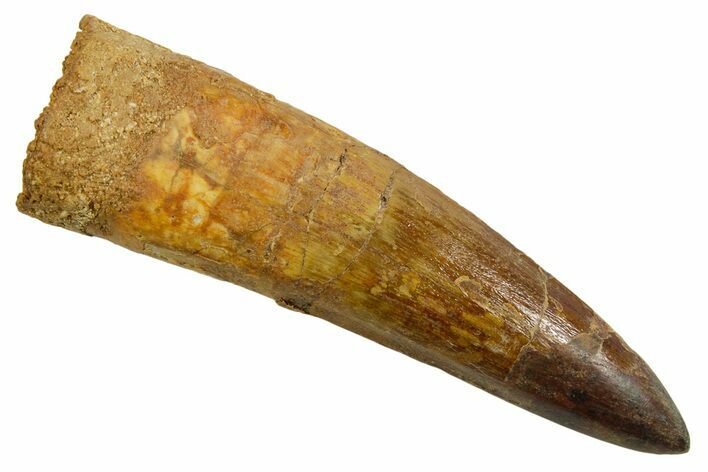 Bargain, Fossil Spinosaurus Tooth - Restored Tip #373675
